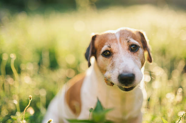 brown and white terrier looking directly at camera, clear details of dog face, shallow depth of field, outdoor park with sunlight, classic pet portrait in natural setting