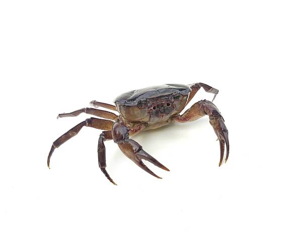 Crab specimen. Crab shell