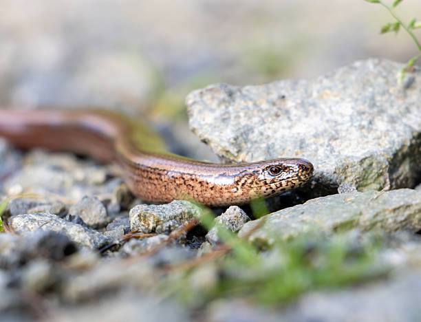 istock Snake (Anguis fragilis) crawling on a stone path in the forest, close up view. 2213137666