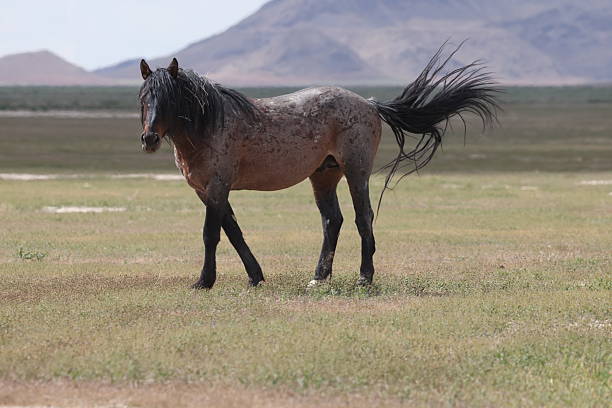 Wild horse in the west desert of Utah