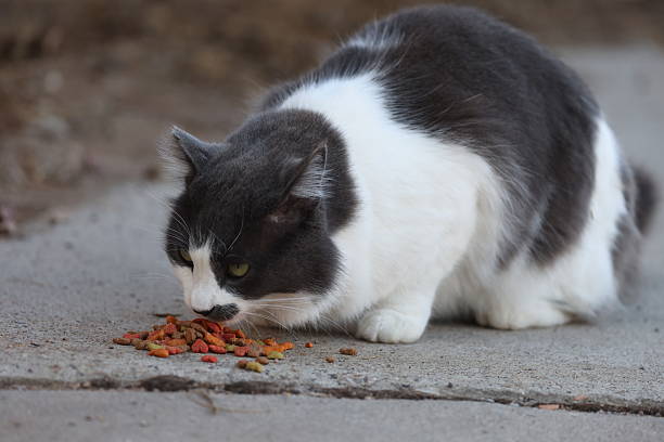 Grey and White Feral Cat eating cat food left on the sidewalk