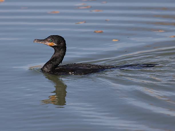 istock Neotropic Cormorant swimming in water 2213138476