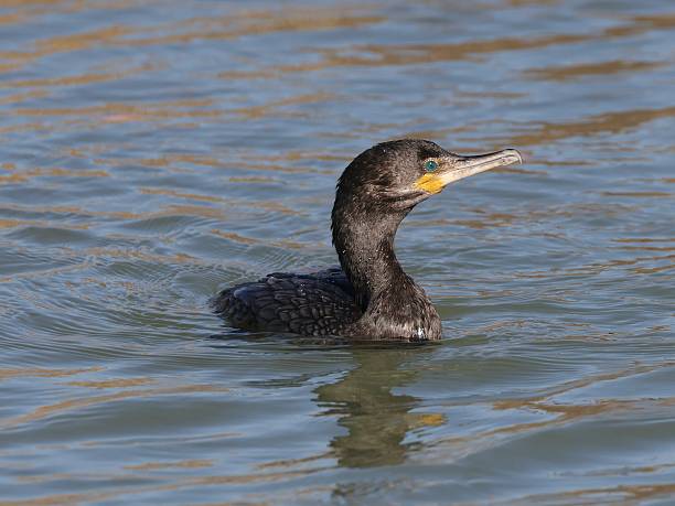 istock Cormorant swimming 2213138504