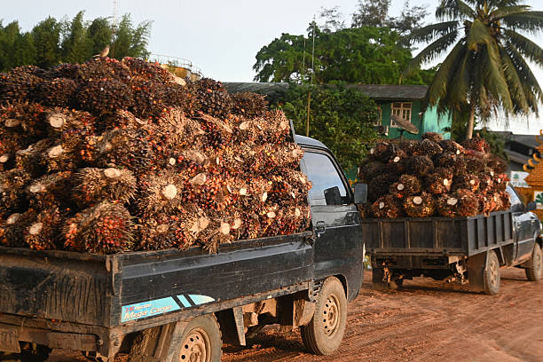 istock Carry in front of palm kernel factory 2213138703
