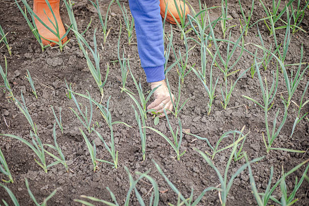 Weeding grass in onion planting