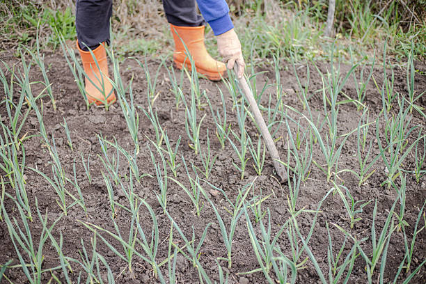 Weeding grass in onion planting