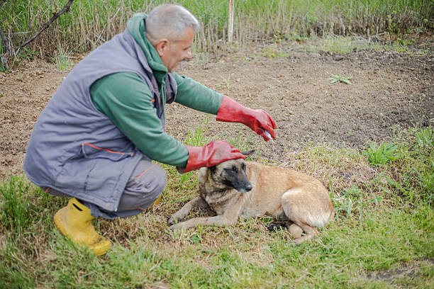 Owner uses flea and tick medication to protect his dog