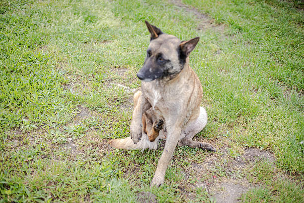 The dog, the pet, has fleas
