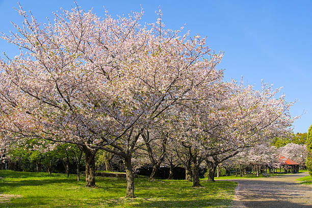 istock Cherry blossoms bloom beautifully in the park 2213141519