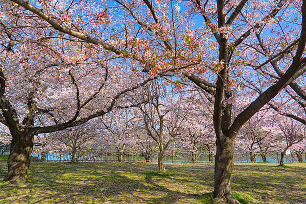 istock Cherry blossoms bloom beautifully in the park 2213141531