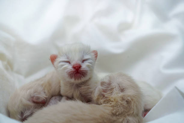 newborn kittens sleeping while cuddled together on a white fabric surface. The tiny, fur-covered bodies form a comforting and heartwarming composition, symbolizing innocence, warmth, and care