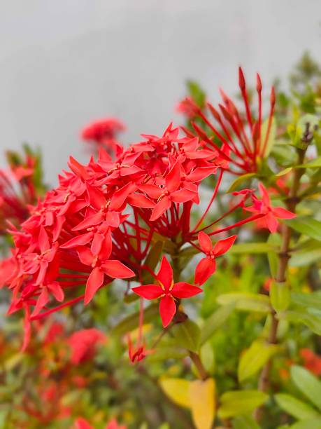 istock Red Asoka/ixora in the garden 2213142992