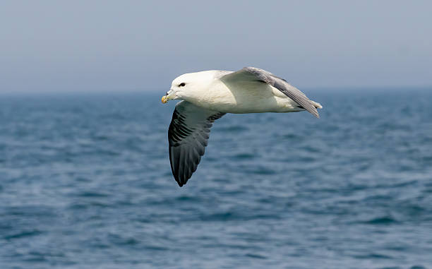 istock Northern Fulmar on breeding rocks of Bempton cliffs, UK 2213144182