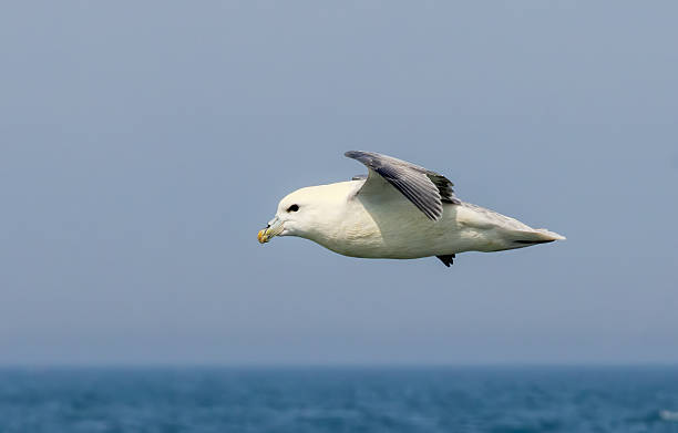 istock Northern Fulmar on breeding rocks of Bempton cliffs, UK 2213144201