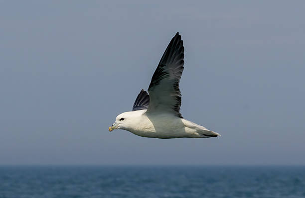 istock Northern Fulmar on breeding rocks of Bempton cliffs, UK 2213144213