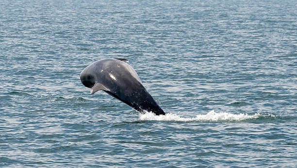 istock Bottle-nosed Dolphins in Amvrakikos Gulf, Greece 2213144239
