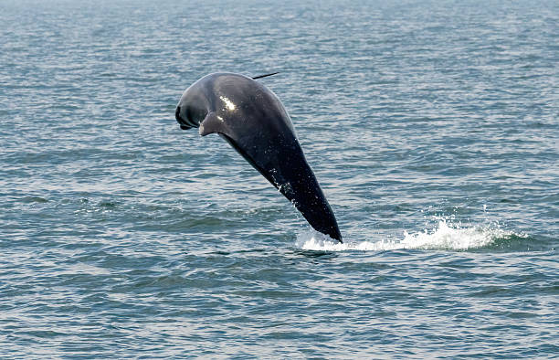 istock Bottle-nosed Dolphins in Amvrakikos Gulf, Greece 2213144249