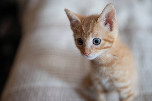 istock Curious orange kitten exploring its surroundings in cozy indoor space 2213144448