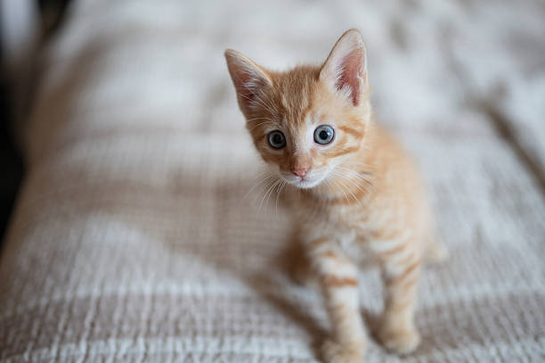 istock Cute orange kitten exploring cozy indoor setting with curious gaze 2213144454