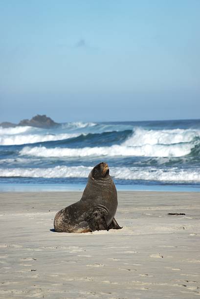 A single South American Sea Lion (Otaria flavescens) pup rests on a beach in central Chile. The location and its apparent lack of body fat suggest that either it is ill, perhaps with the avian flu that has killed many sea lions in the region, or that its parents are dead and that is no longer has their support.