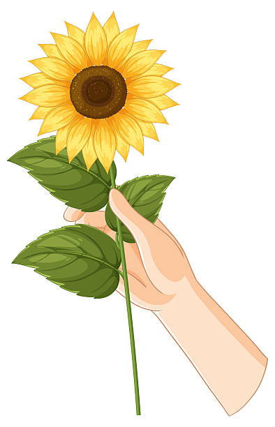 istock Vector illustration of a hand holding a bright sunflower with detailed leaves, showcasing vibrant colors and clean lines 2213145476