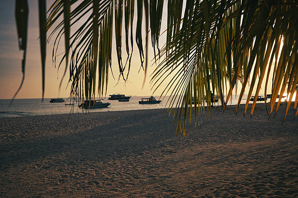 sunset on a tropical beach with palm trees