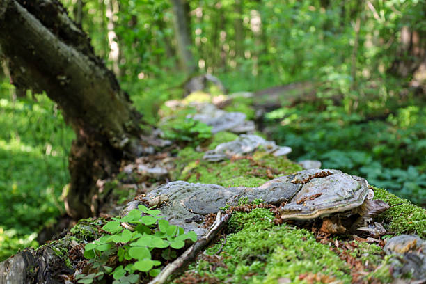 istock A fallen tree covered with bright green moss and various types of fungi, creating a picturesque composition of the forest floor. The natural cycle of life and decomposition in a humid forest. 2213147695