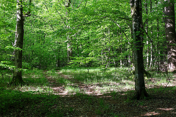 istock Sunlight penetrates through the dense foliage of trees, creating chiaroscuro on a forest glade with young grass and fallen leaves. A calm summer day in the shade of trees. 2213147733