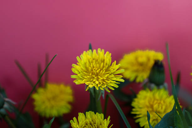 Bright yellow dandelions blossomed against a blurred pink background, creating a spring composition. Simple wildflowers, symbolizing warmth and sunshine.