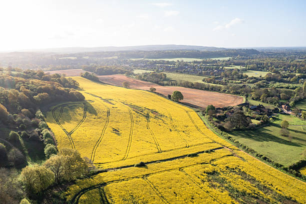 istock Rapeseed field Surrey England 2213149003