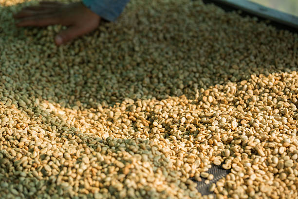 istock Close up smart farmer techniques hand coffee bean machinery roast apparatus dry sunlight tool sunbeam sunray sunshine fresh garden produce agriculture promotes farmer concept farm blur background 2213150636