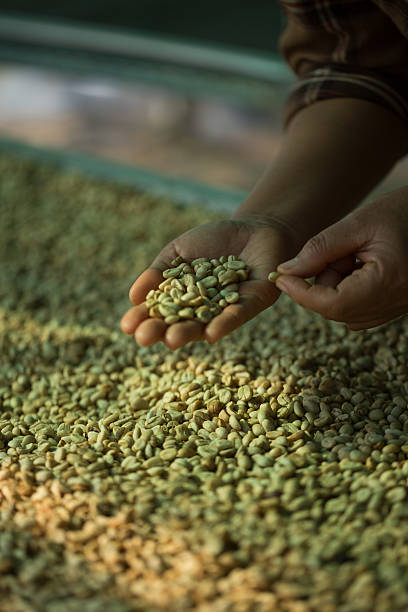 istock Close up smart farmer techniques hand coffee bean machinery roast apparatus dry sunlight tool sunbeam sunray sunshine fresh garden produce agriculture promotes farmer concept farm blur background 2213150641