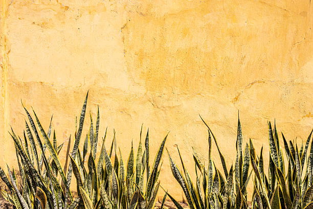 istock Tropical sansevieria plants against sunlit yellow wall with empty copy space for text or image 2213151401