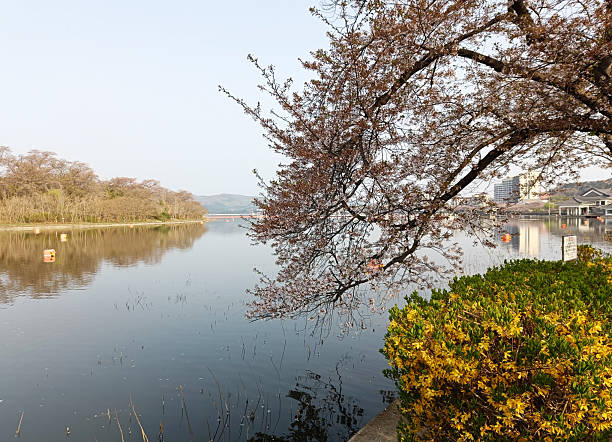 istock Korea, Sakura blossom on the lake shore 2213151614