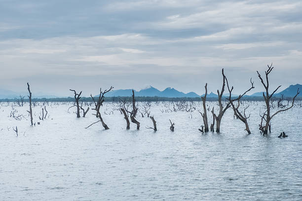istock An atmospheric lake with sunken tree trunks against a backdrop of distant mountains. 2213155432