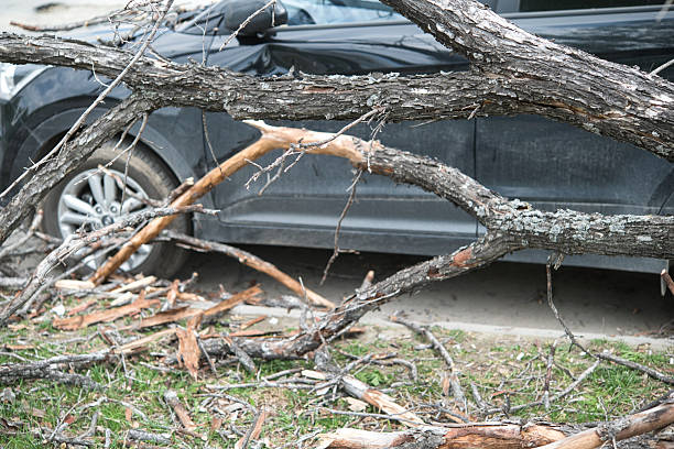 strong wind broke tree that fell on car in the parking lot. minor damage to the vehicle