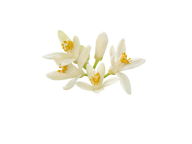 istock Orange tree white flowers and buds bunch isolated on white background. Citrus sinensis flowering plant. 2213158291
