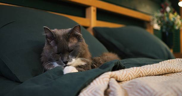 istock Beautiful grey and white cat slowly waking up from a nap, laying on a comfortable bed with green sheets and a beige blanket in a modern home bedroom. Cozy place to relax, pets concept 2213158567
