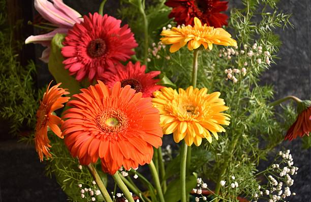 istock A closeup Image of a Barberton Daisy flowers. 2213158689