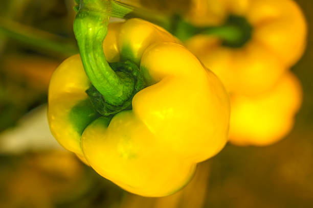 Food Series : Close up shot of bell pepper. Sweet pepper or yellow paprika. Organic farm. Vibrant yellow capsicum. Vegetarian food.