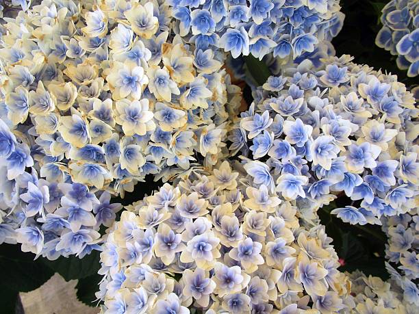 I photographed a blue hydrangea flower called \