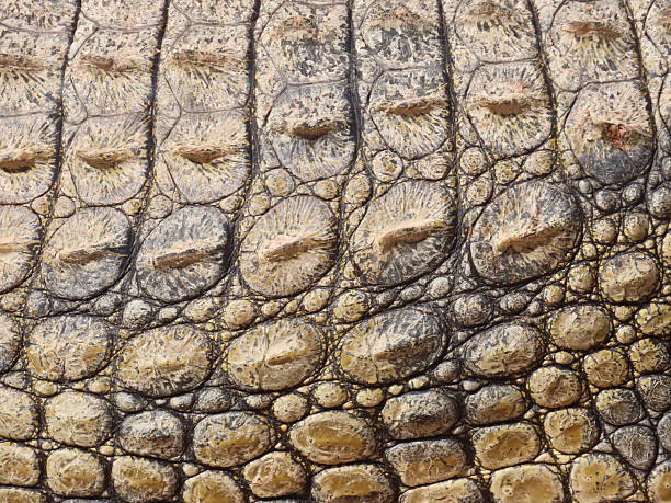 istock Nile Crocodile Skin 2213161100