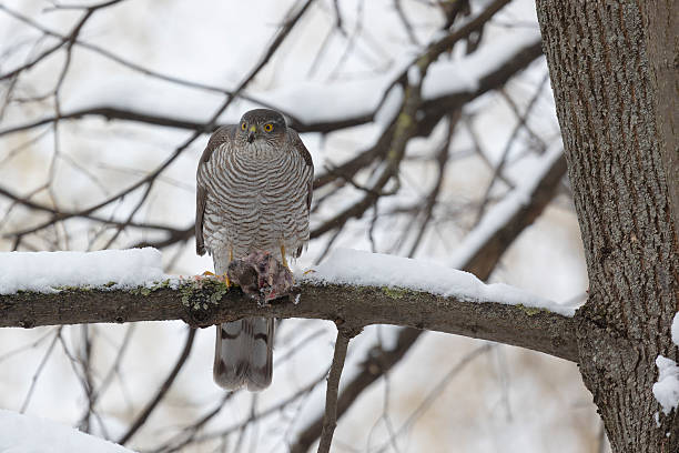 istock Eurasian sparrowhawk sitting on a tree branch 2213165089