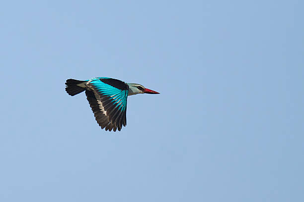 istock Woodland Kingfisher in flight 2213166437