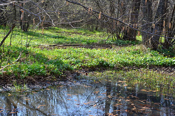 istock Serene Wetland Scene with Pond and Forest 2213166770