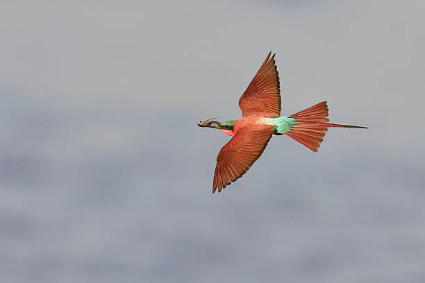istock Southern Carmine Bee-eater in flight 2213167395