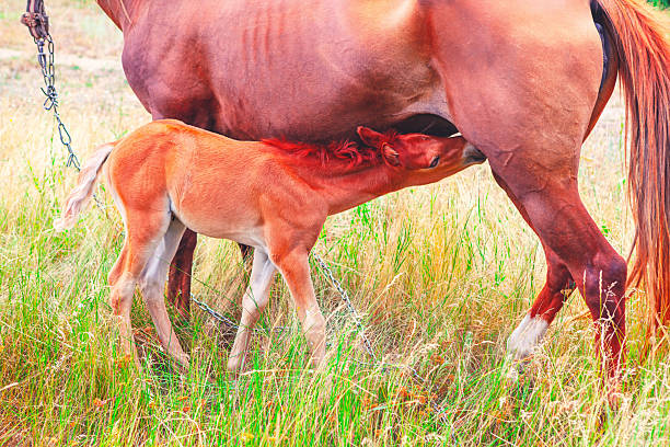Young foal nurses from its mother in a grassy field, with a chain suggesting a fenced area. Both animals stand close, surrounded by tall grass under natural light, highlighting serene environment
