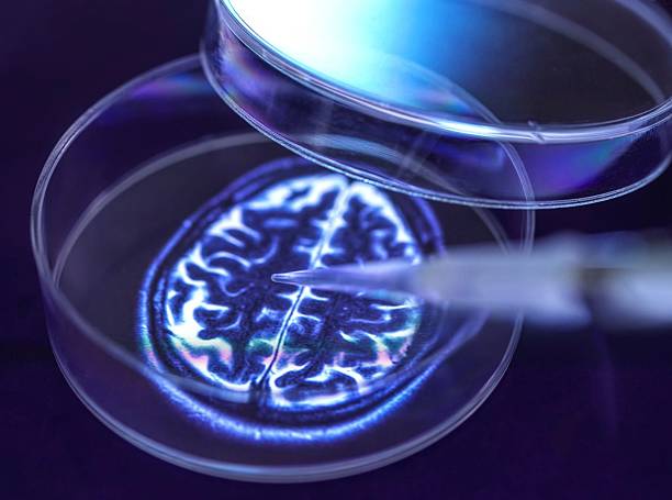 istock A pipette releases liquid into a petri dish, with a brain image, exploring neuroscience. 2213167932