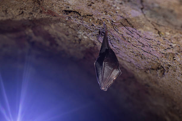 Close up take of small sleeping lesser horseshoe bat (Rhinolophus hipposideros) covered by wings, hanging upside down on top of cold arched brick cellar that hibernate. Creative wildlife