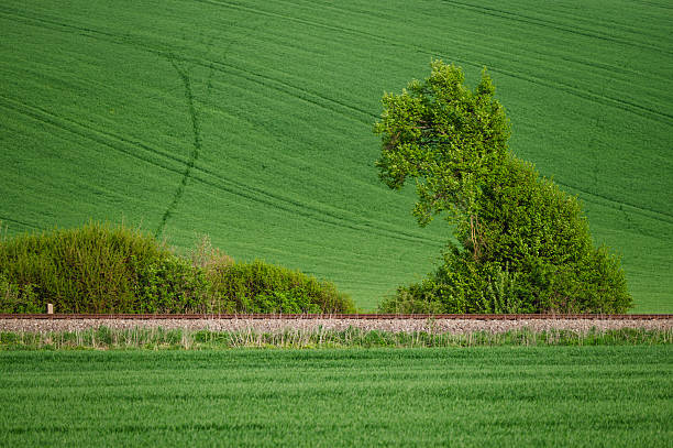 A single leafy tree stands tall beside a railway track cutting through a lush green hillside. The diagonal lines of the field and the vivid spring colors emphasize the peaceful, structured beauty of the rural environment.